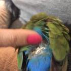 Agaporni con cosas raras 